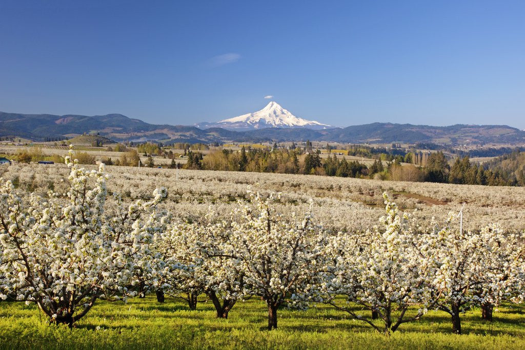 Hood River Valley and spring blossoms with Mt. Hood. Oregon posters