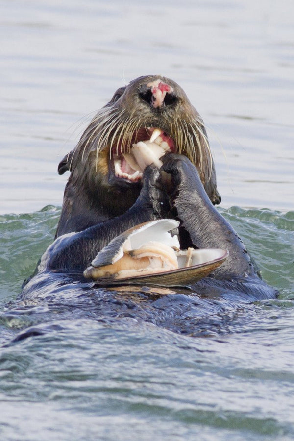 Southern Sea Otter eats a clam posters & prints by Corbis