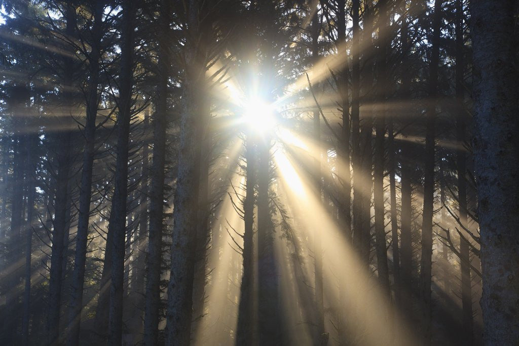 Sunrise through morning fog and trees, Oregon Coast, Pacific Northwest ...