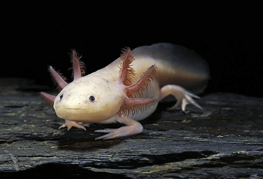 Ambystoma mexicanum f. leucistic (axolotl) posters & prints by Corbis