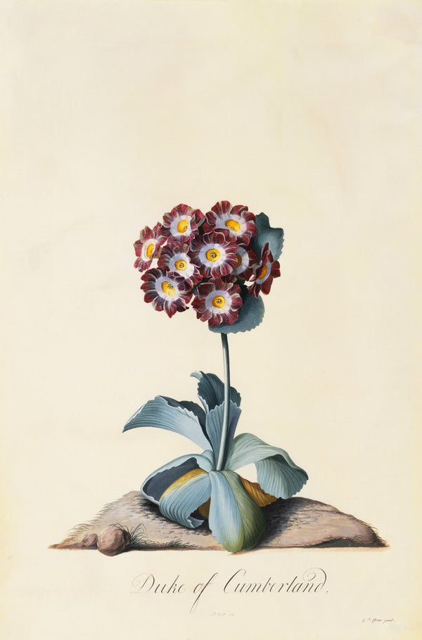 garden auricula