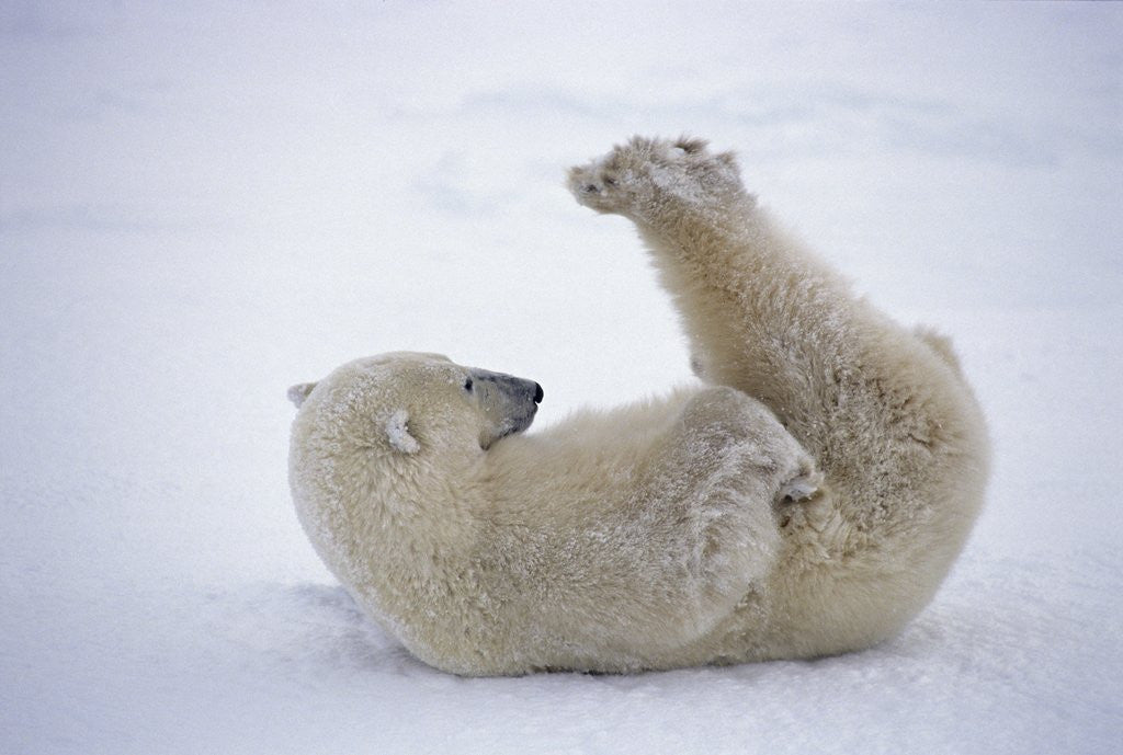Polar Bear Rolling in Snow and Playing With Feet posters & prints by Corbis