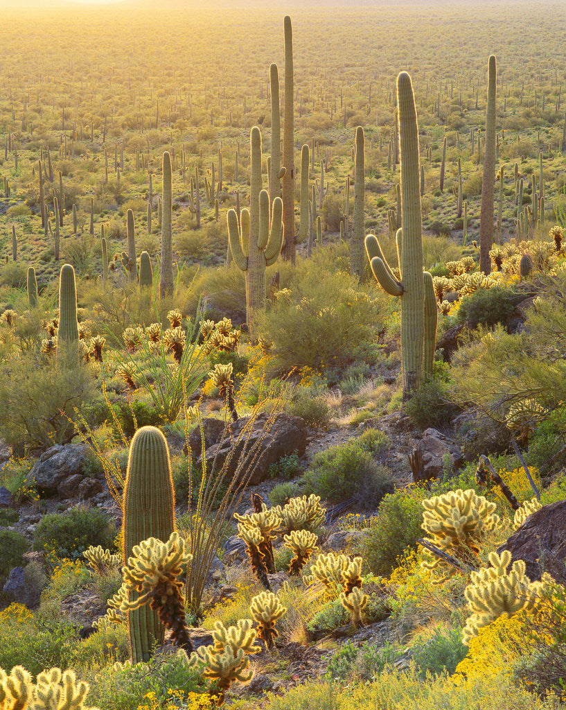 Desert Plants in Sonoran Desert posters & prints by Corbis