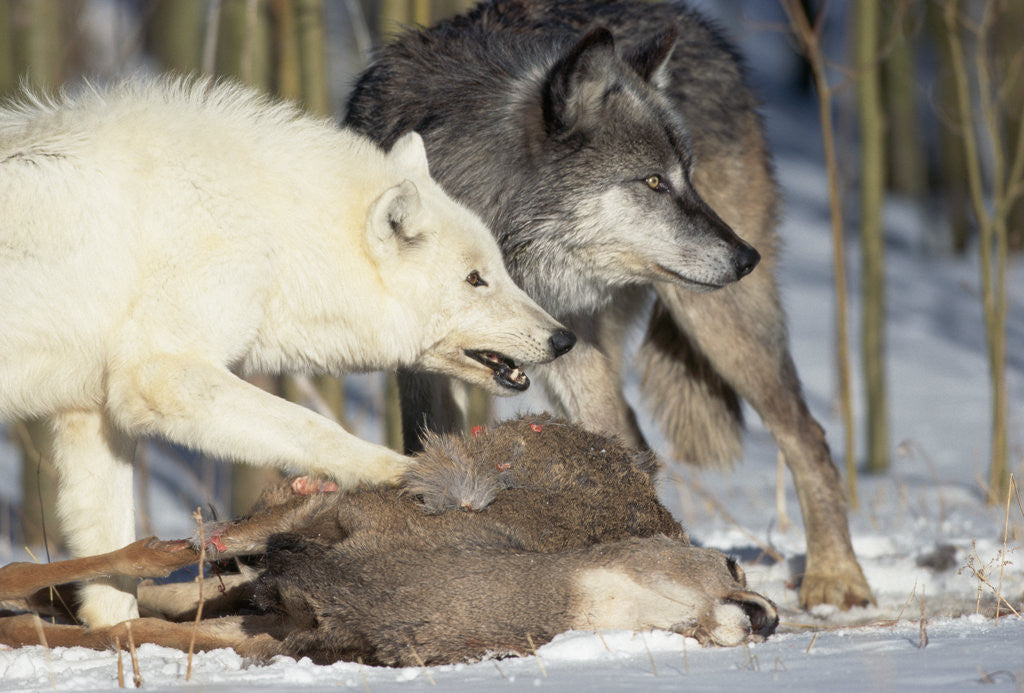 Pair of Gray Wolves Eating Mule Deer posters & prints by Corbis