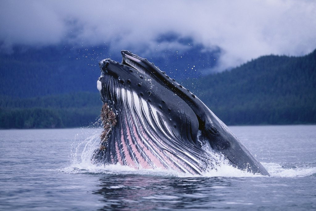 whale sounds
