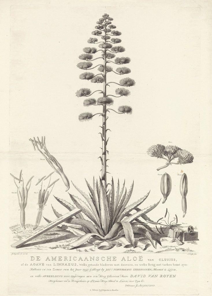 Botanical drawing of blooming agave plant, Agavoideae posters & prints