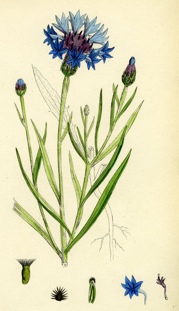 Centaurea Cyanus Blue-Bottle posters & prints by Anonymous