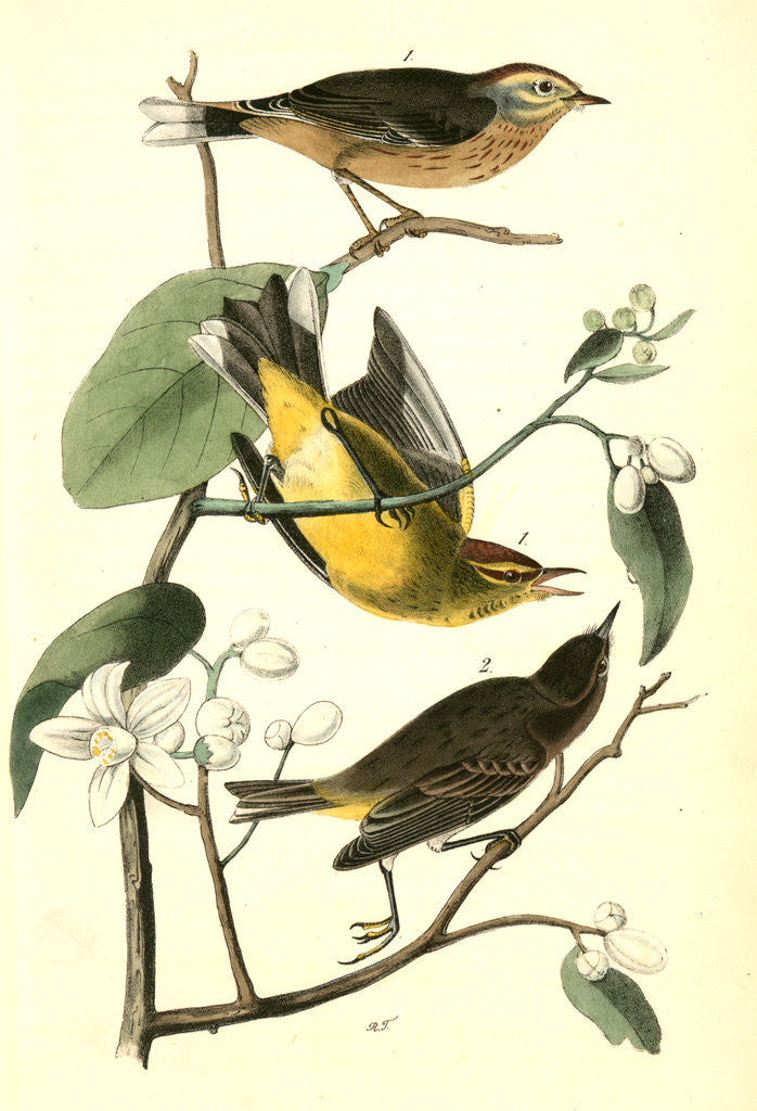 Yellow Red-poll Wood-Warbler posters & prints by John James Audubon