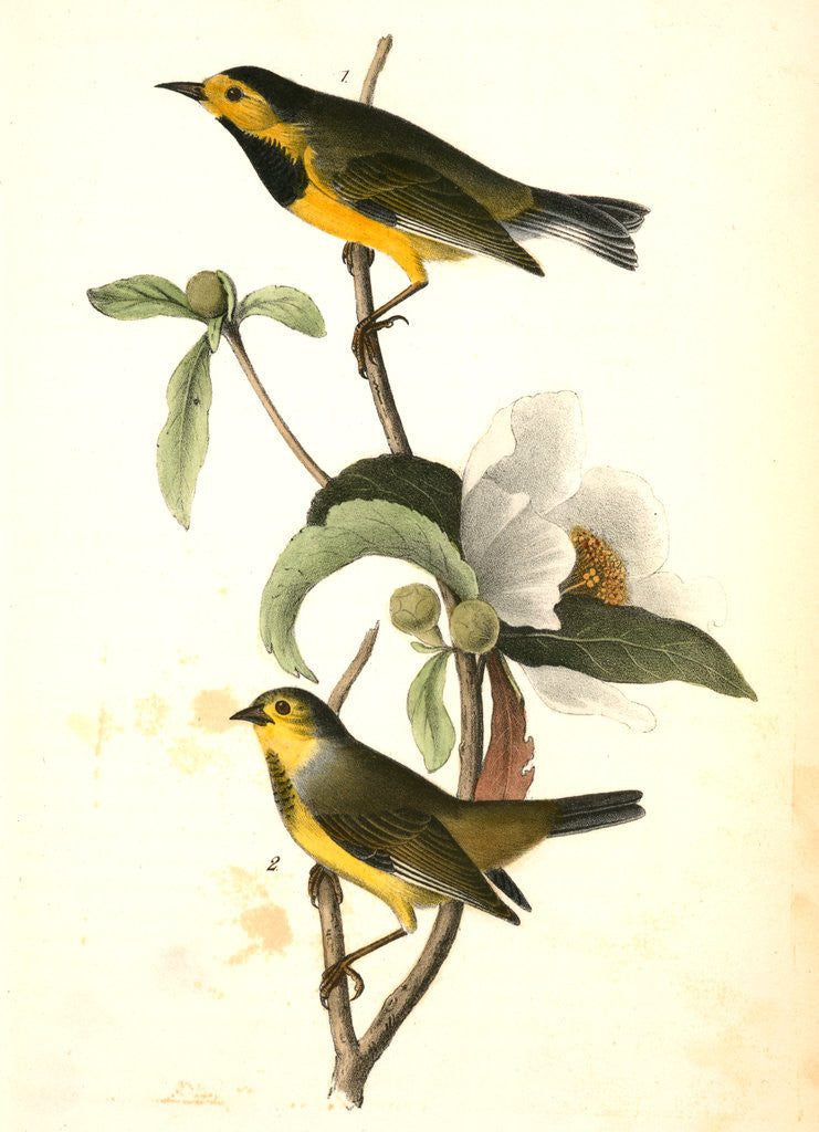 Bachman's Swamp-Warbler posters & prints by John James Audubon