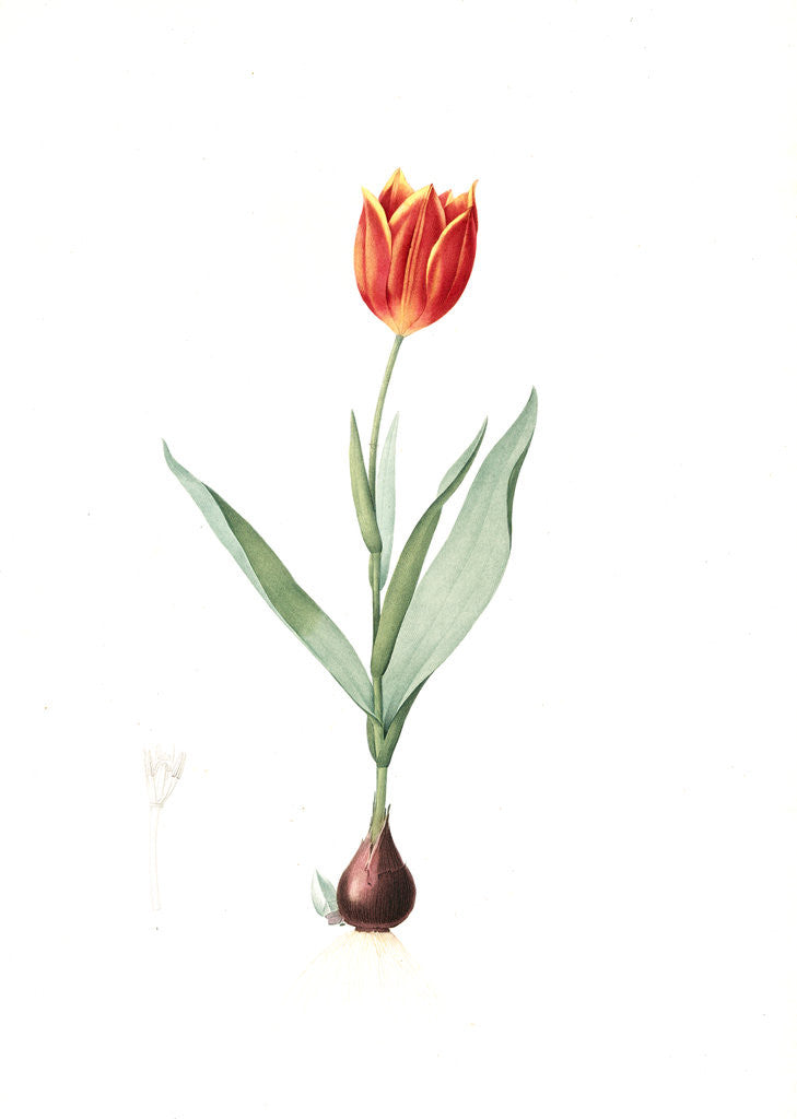 Tulipa suaveolens, Tulipe odorange; Duc van Thol Tulip posters & prints ...