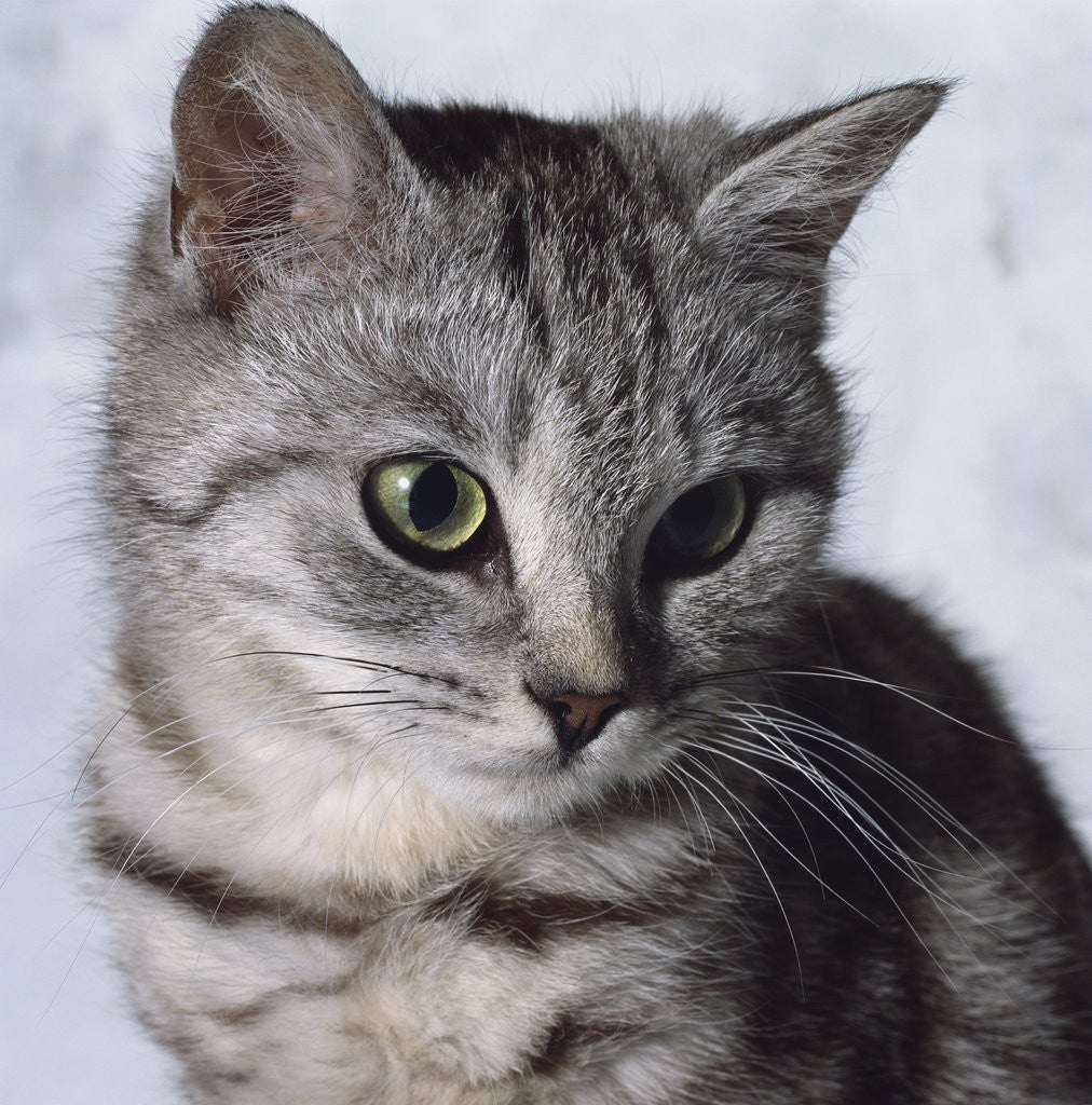 cat gray tabby