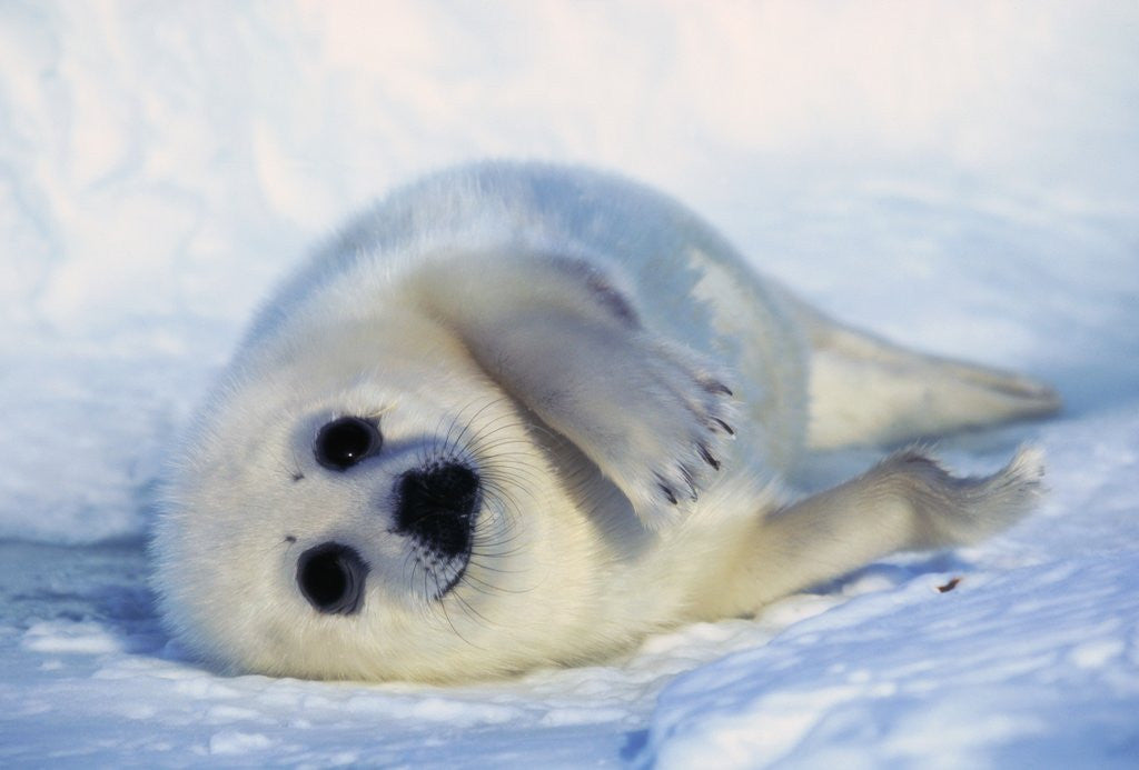 Harp Seal Pup on its Side posters & prints by Corbis