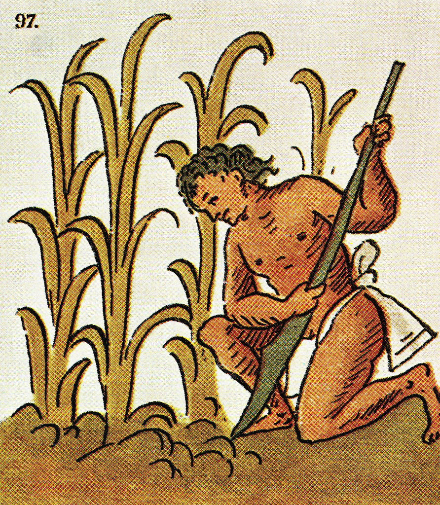 Illustration of an Aztec Man Cultivating Crops from the Florentine