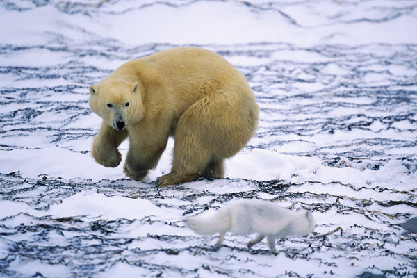 Polar Bear and Arctic Fox posters & prints by Corbis