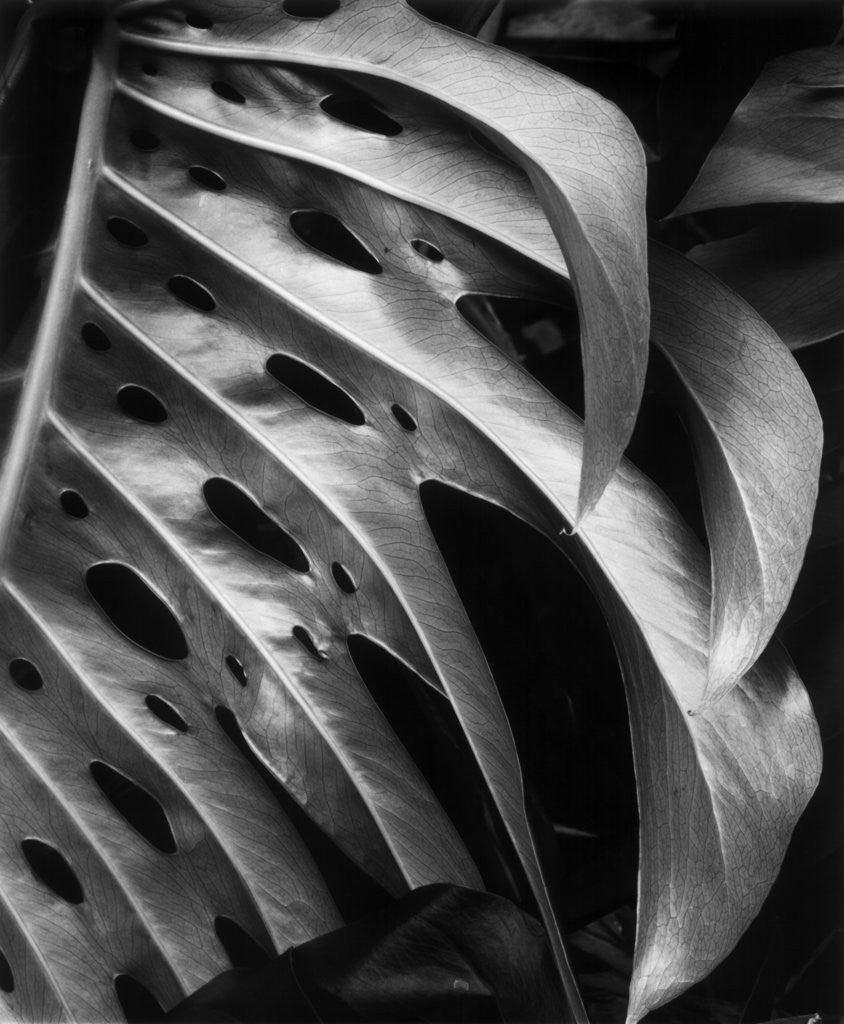 Leaf Composition posters & prints by Corbis