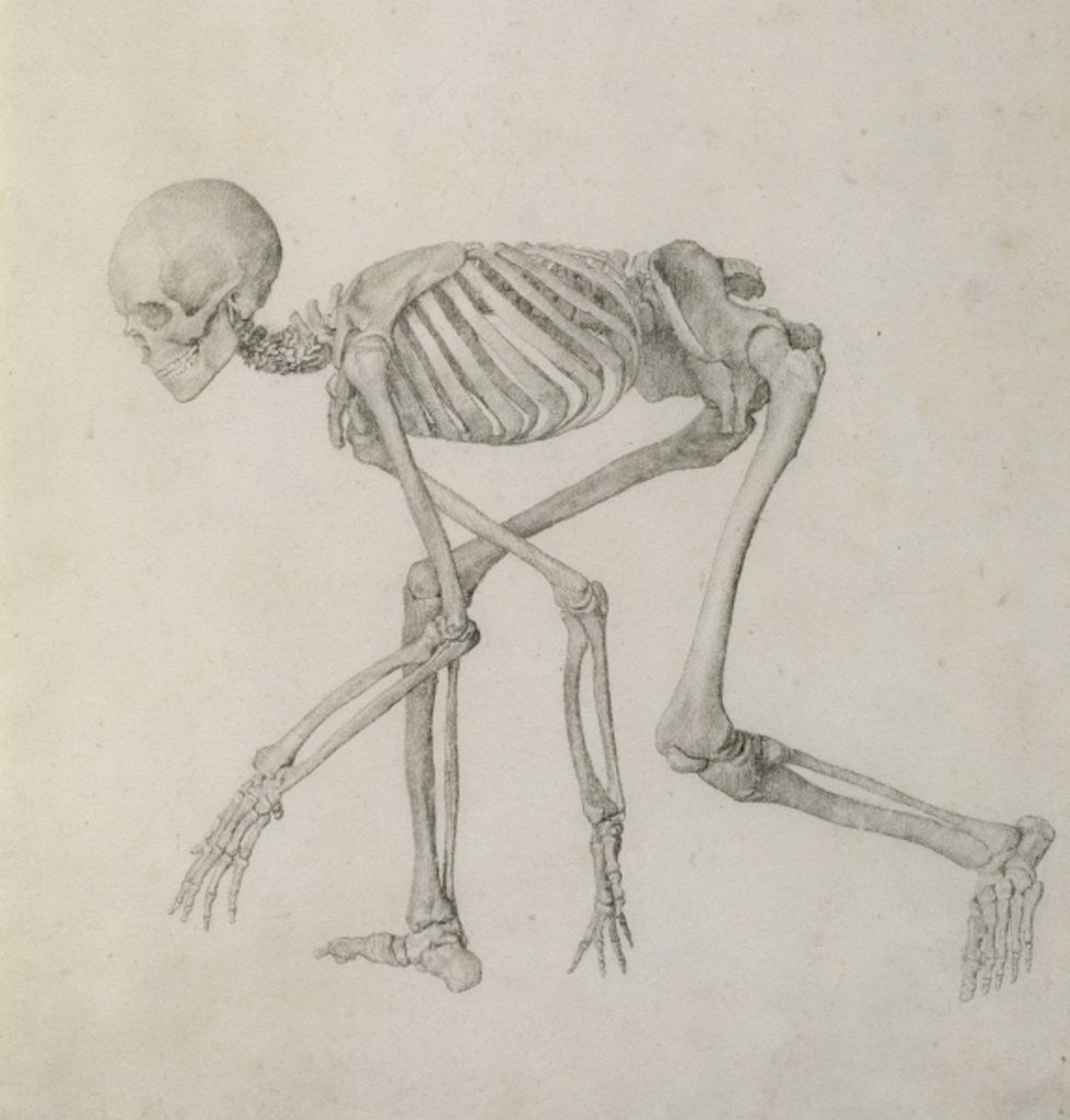 Скелет человека в движении
