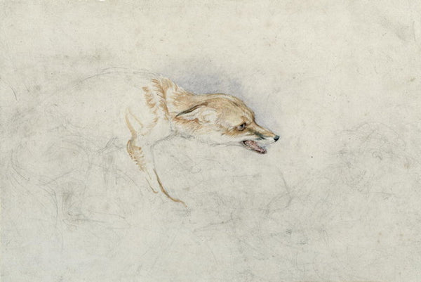 Study of a crouching Fox, facing right verso: faint sketch of fox's ...