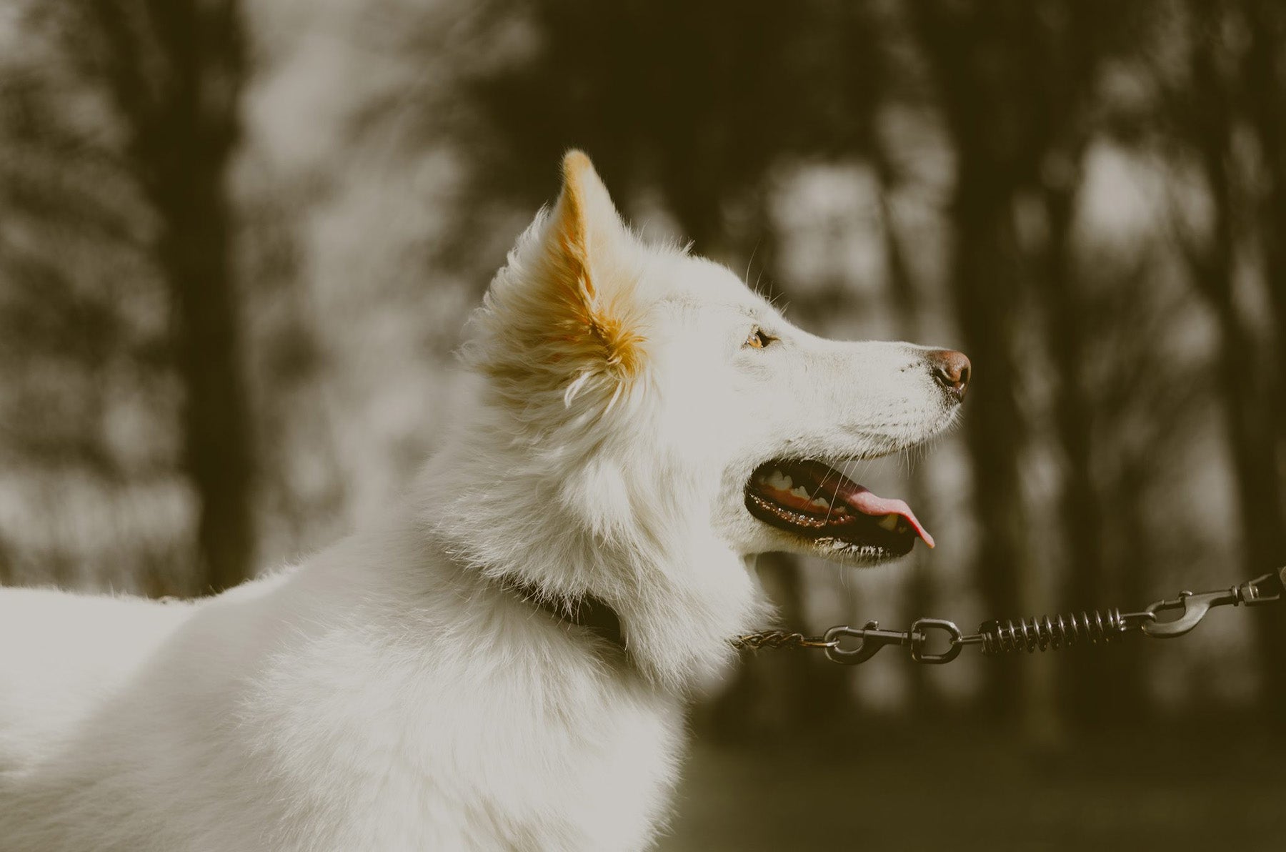 hike with a dog 