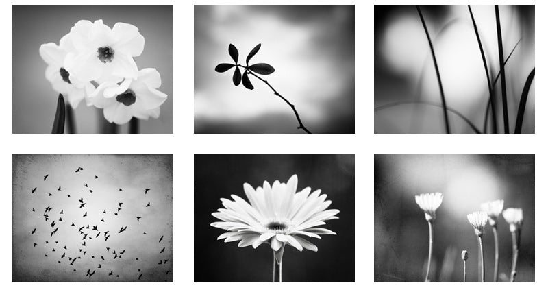Black and White Photography Art by carolyncochrane.com