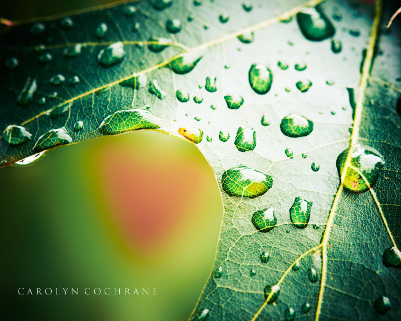 Raindrop Photography on Leaf by carolyncochrane.com