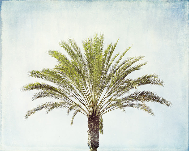 Palm Tree Photography Art Print by Carolyn Cochrane | Beach Photo