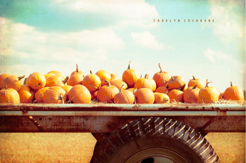 Pumpkin Autumn Photography by carolyncochrane.com