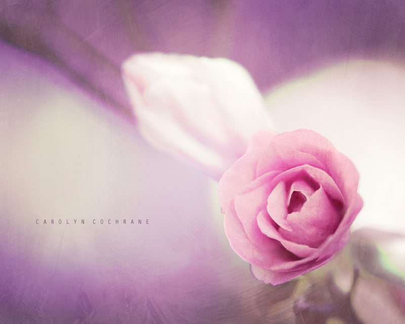 Pink Rose Photograph by carolyncochrane.com