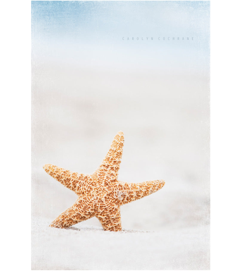 Starfish on Beach Photography by carolyncochrane.com