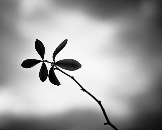 simple black and white photography nature