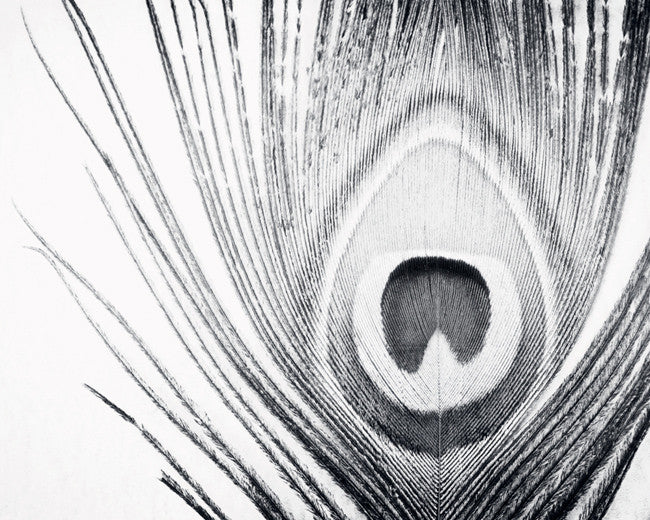 black and white peacock feather images