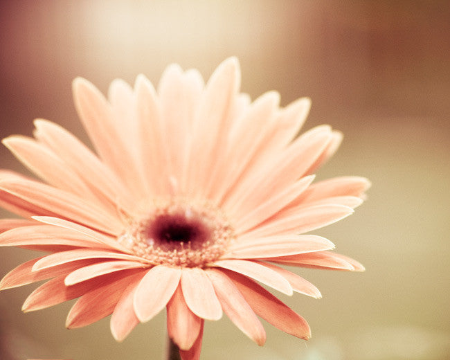 Peach Flower Photography Peach Flower Photograph Carolyn Cochrane Photography