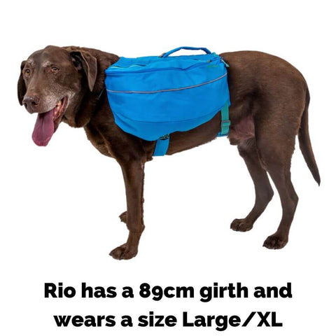 Ruffwear Approach Dog Backpack on Rio who wears a size L/XL