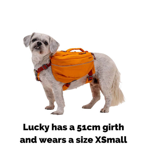Ruffwear Approach Dog Backpack on Lucky who wears a size XS