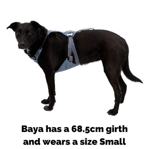 Ruffwear Load Up Dog Harness on Baya who is wearing a size S