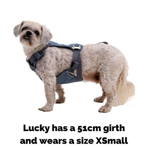 Ruffwear Load Up Dog Harness on Lucky who is wearing a size XS