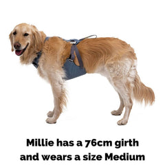 Ruffwear Load Up Dog Harness on Millie who is wearing a size M