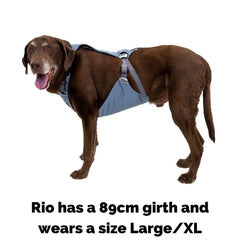 Ruffwear Load Up Dog Harness on Rio who is wearing a size L