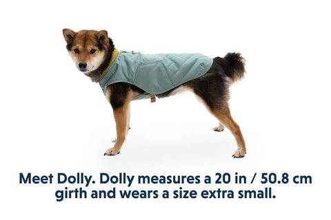 Ruffwear Stumptown Dog Jacket on a Dog Showing XSmall Size