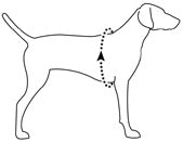 Graphic showing how to measure around your dog's chest