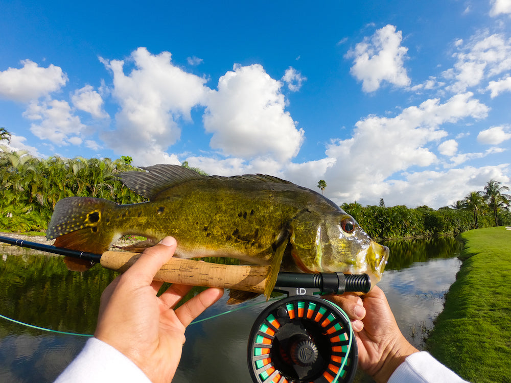 Florida Peacock Bass Fishing