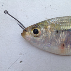 Fishing With Live Bait The Rigging Ultimate Guide