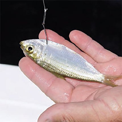 How to Hook Live Bait 