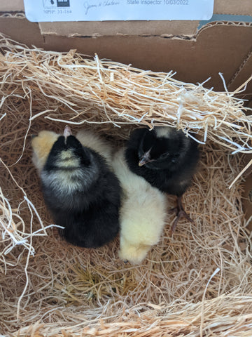 Our new baby chicks