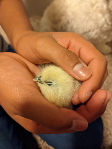 Raising baby chicks