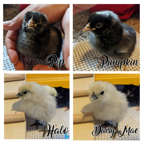 Raising baby chicks