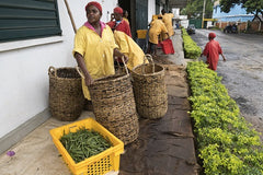 curing green vanilla beans, Madagascar 