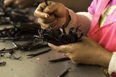 Madagascar vanilla bean sorting