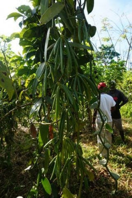 Vanilla Vine