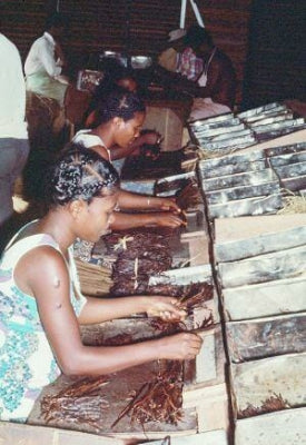 Vanilla Bean Sorting