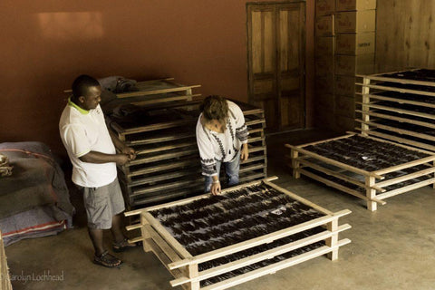 Vanilla Beans Drying